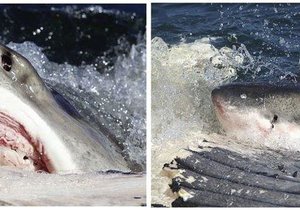 Great Whites Group Together - Gansbaai Daily News